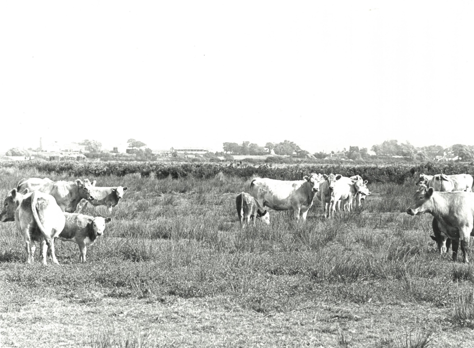 Cattle on the reserve at martin mere.jpg